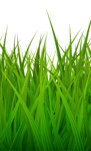 bg-grass-bottom2